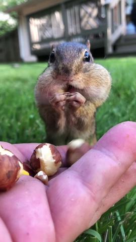 Dinky the chipmunk can fit more into his mouth then you #fyp #wholesome #viral #dinky #chipmunk