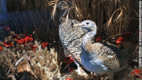 Great bustards eat corn poppies for their medicinal properties.