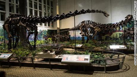 A diplodocus skeleton at the Carnegie Museum of Natural History in Pittsburgh.