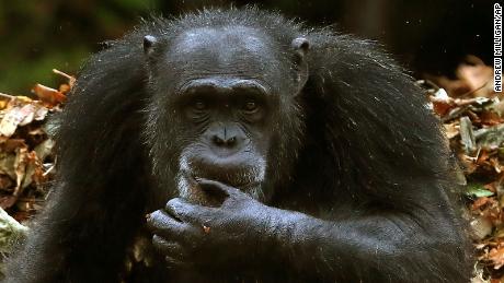 Chimp sign language. Embargoed to 0001 Wednesday February 13 File photo dated 08/10/18 of a chimp, as research has shown that their sign language apes the way humans communicate. Issue date: Wednesday February 13, 2019. Scientists have learned the primates employ gestures that follow some of the same rules intrinsic to human language. Experts made the discovery after studying videos of wild chimps living in Uganda&#39;s Budongo Forest Reserve. See PA story SCIENCE Chimps. Photo credit should read: Andrew Milligan/PA Wire URN:41170504 (Press Association via AP Images)