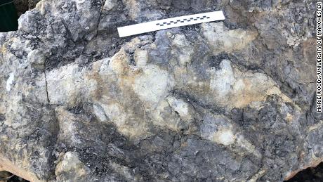 The giant footprint left by a dinosaur was found on the Yorkshire Coast.