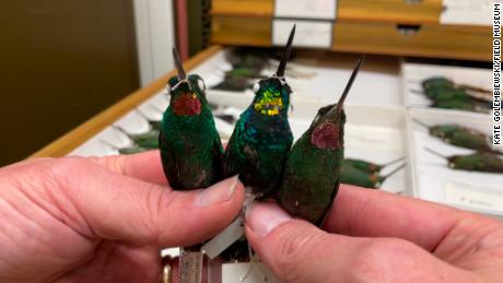 The gold-throated hybrid, center, with its parent species H. branickii (left) and H. gularis (right), in the Field Museum&#39;s collections.