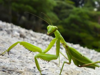 Close up of praying mantis walking on stone ground against a blurred background in Japan