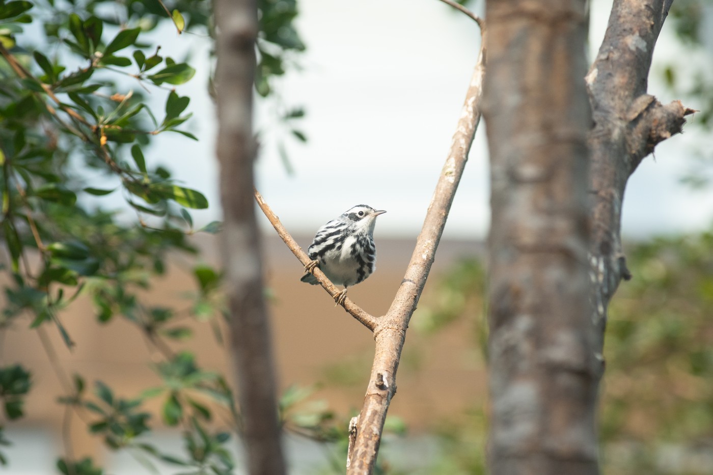 A black-and-white warbler, a round bird, sits on a branch among tall trees