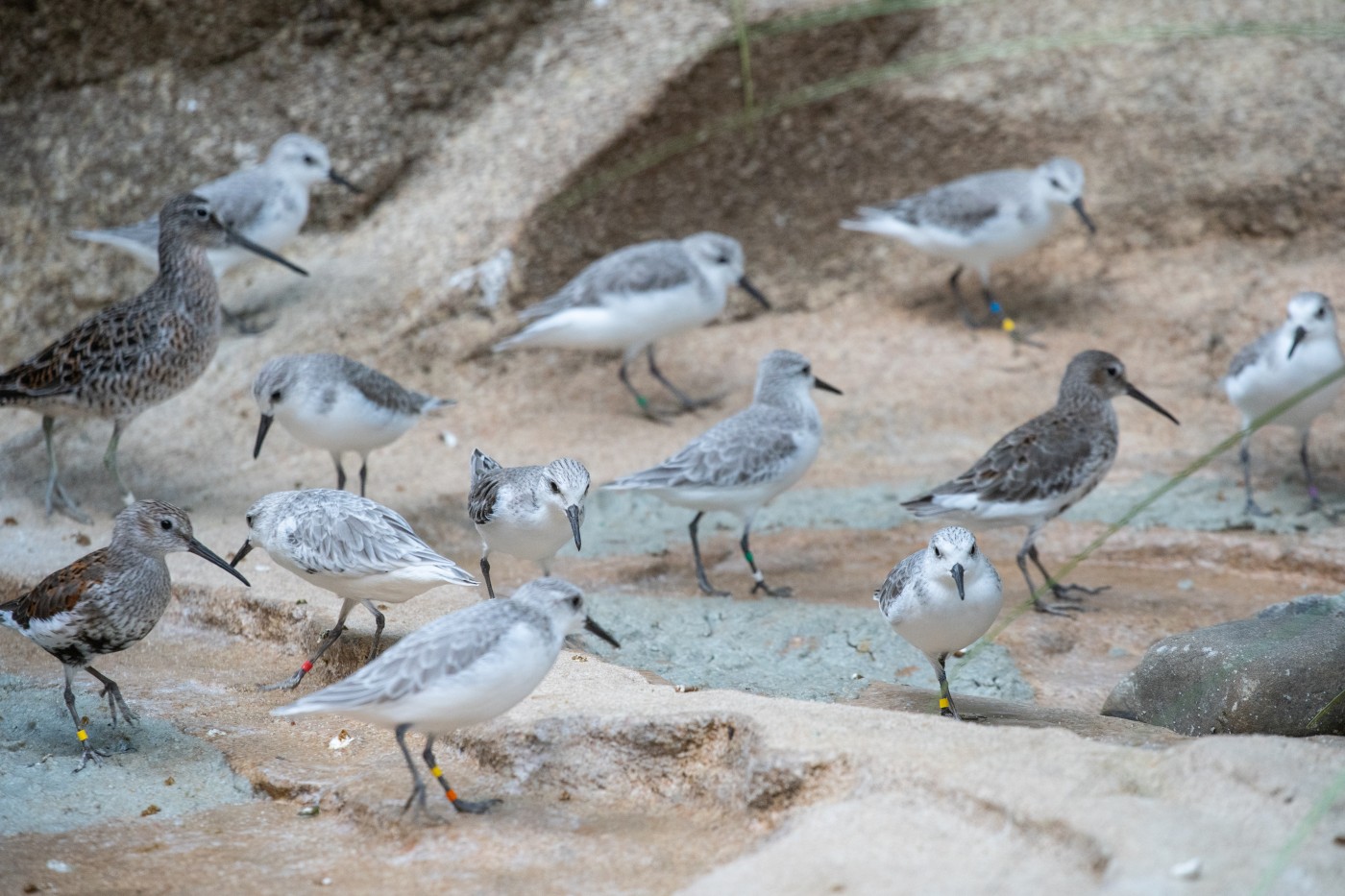 Small white shorebirds walk on a sandy beach