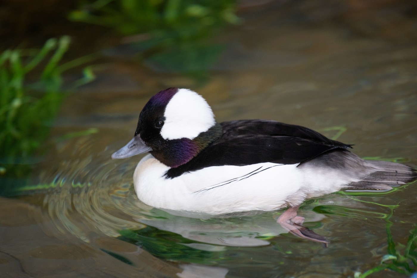 A male bufflehead duck with white and dark purple feathers paddles in a body of water