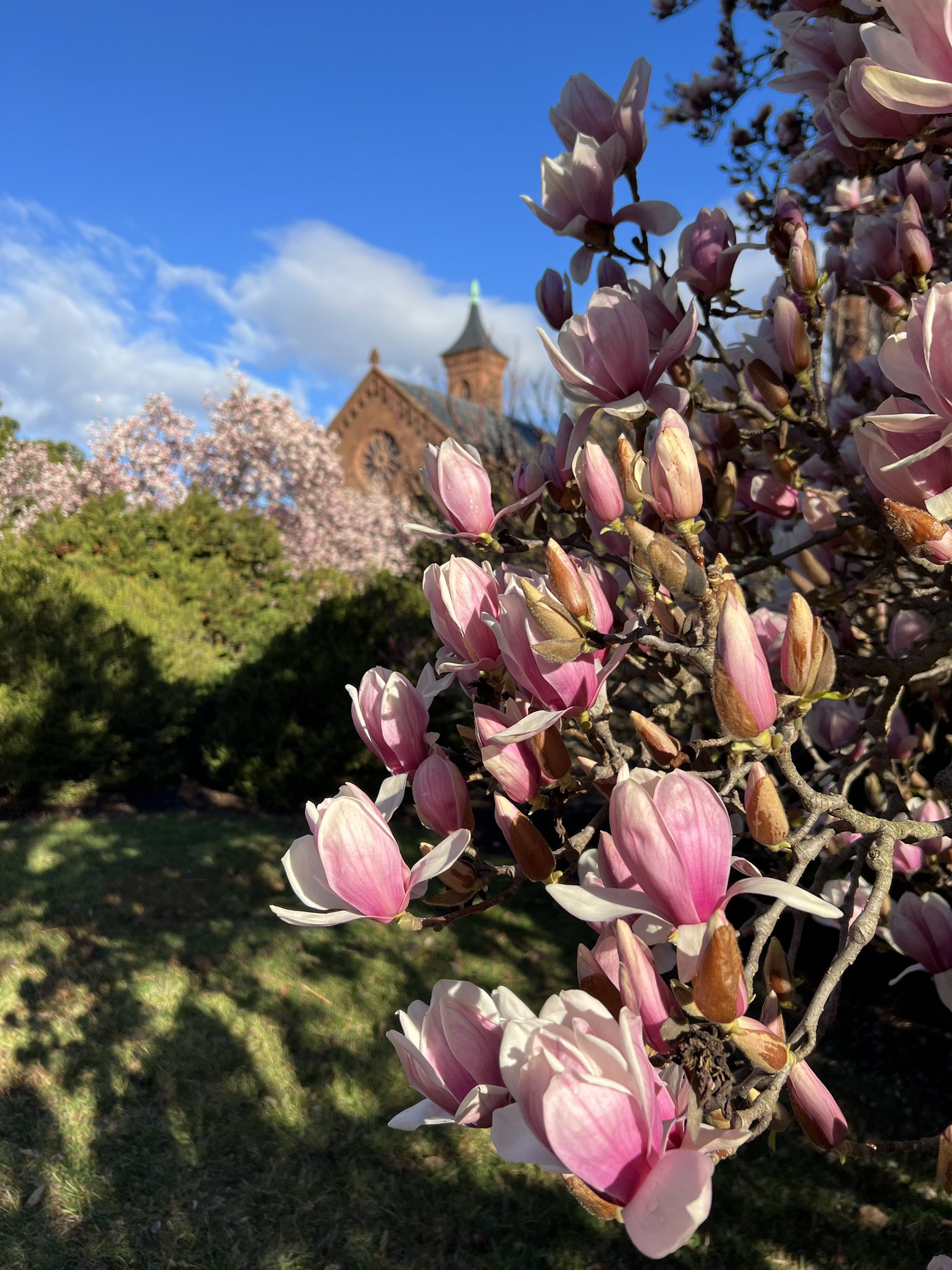 Close up of semi closed tulip shaped pink flowers on a tree with a ornate brick building in the background