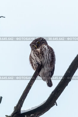 Воробьиный сыч (Glaucidium passerinum)