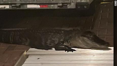 Daytona alligator