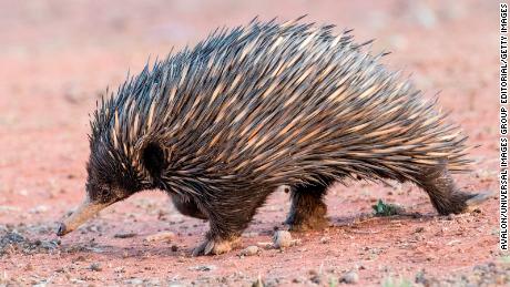 Short-beaked Echidna Tachyglossus aculeatus. (Photo by: Avalon/Universal Images Group via Getty Images)