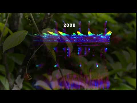 Video 2008 Spectrogram - La Selva Biological Station