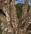 Indian gooseberry bark.jpg