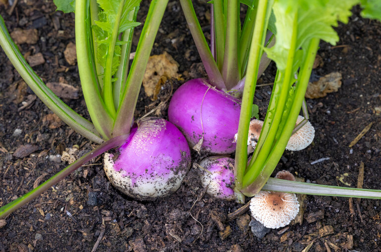 Turnips that were multisown in the greenhouse were transplanted in little groupings. “I think it’s like a kind of companion planting,” Mr. Dowding said.