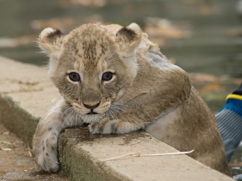 adorable lion cub