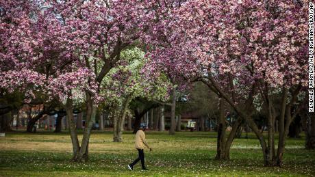 A woman walks through blooming cherry blossom trees at Lafayette Park in Norfolk on Tuesday, Feb. 21, 2023. (Kendall Warner /The Virginian-Pilot via AP)