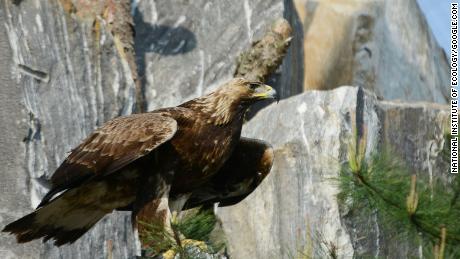 The endangered golden eagle often winters in the civilian access control line of Paju and Cheorwon. 