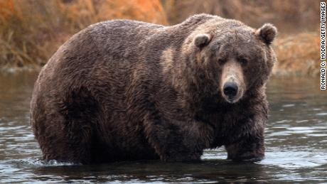 Brown bears fishing for salmon at Brooks Falls on September 16, 2018 in Katmai National Park, Alaska. (Photo by Ronald C. Modra/Getty Images)