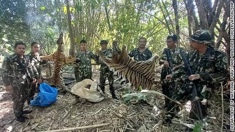 Park rangers show the tiger carcasses in a national park in Thong Pha Phum district in Thailand&#39;s Kanchanaburi province.