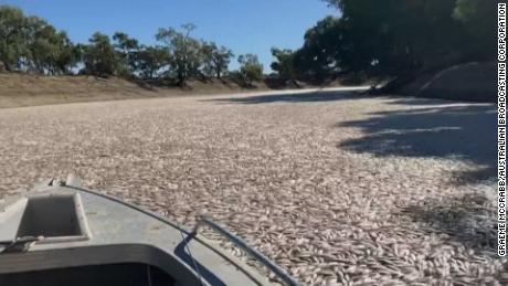 The river in Menindee filled with dead fish.