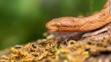 Tiny, foot-long dwarf boa identified in Ecuador is new to science 