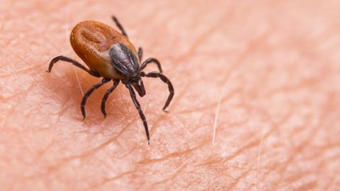 Deer tick on human skin