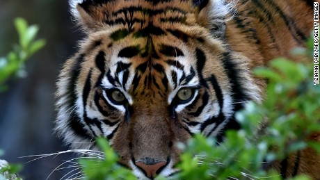 A Sumatran tiger called Tila is pictured in its area at the Bioparco of Rome on March 31, 2016.  / AFP / TIZIANA FABI        (Photo credit should read TIZIANA FABI/AFP/Getty Images)