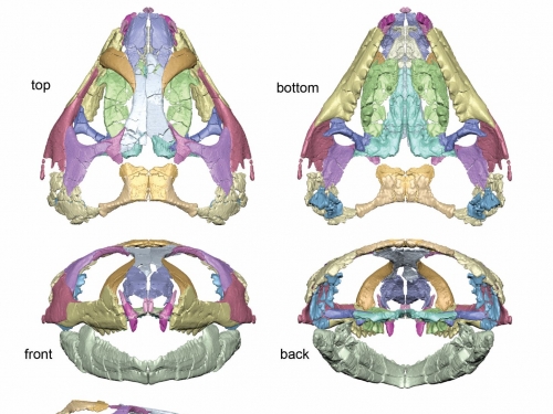 Five illustrations of a reptilian skull reconstruction
