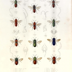 Exploration scientifique de l'Algérie. Zoologie. Histoire naturelle des animaux articulés (3 vols. and atlas)