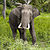 2005-bandipur-tusker.jpg