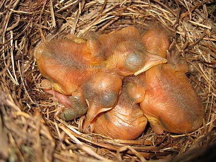 Filhotes de melro-preto (Turdus merula) com 2 dias. Eles são encontrados na Europa, na Rússia asiática e no Norte de África, e introduzidos na Austrália e na Nova Zelândia. O ninho em forma de xícara é construído apenas pela fêmea com gramíneas, folhas e outras vegetações, unidas com lama. Ela põe de três a cinco ovos verde-azulados. A incubação dura de 12 a 14 dias antes que os filhotes altriciais sejam chocados nus e cegos. A emplumação leva mais 10–19 (média de 13,6) dias, com ambos os pais alimentando os filhotes. Estes são alimentados por até três semanas após deixarem o ninho e seguirão os adultos implorando por comida. Se a fêmea começar outro ninho, o macho sozinho alimentará os filhotes emplumados. (definição 3 264 × 2 448)