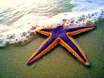 Royal starfish (Astropecten articulatus) on the beach.jpg