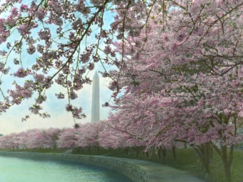 Cherry Blossom slide
