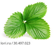 Green strawberry leaf isolated on white. Стоковое фото, фотограф Роман Самохин / Фотобанк Лори