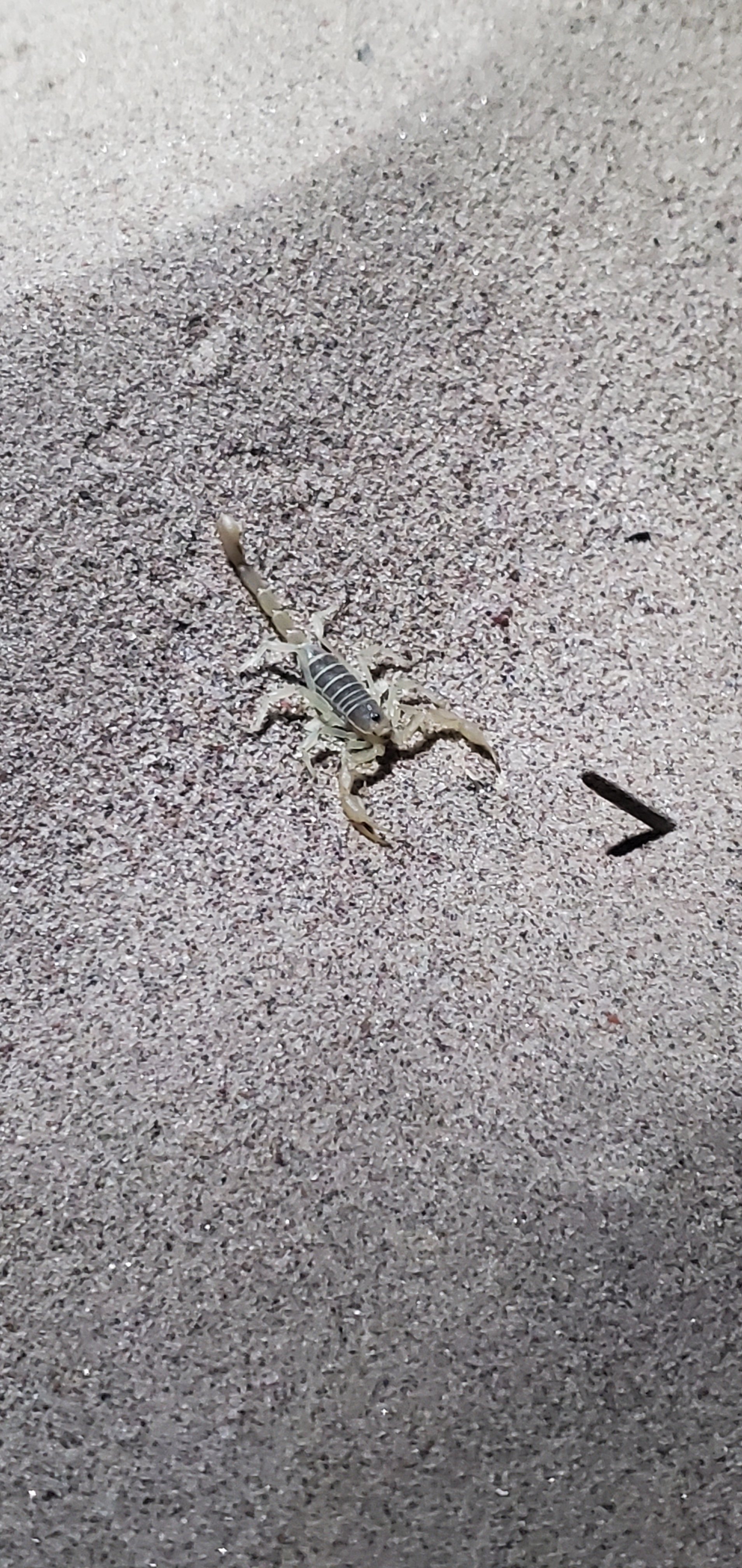 A scorpion on the sand