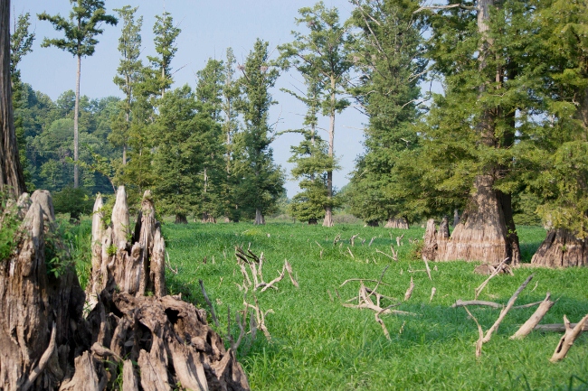 Wetland in Henderson County, Kentucky. Photo by Tre Barron