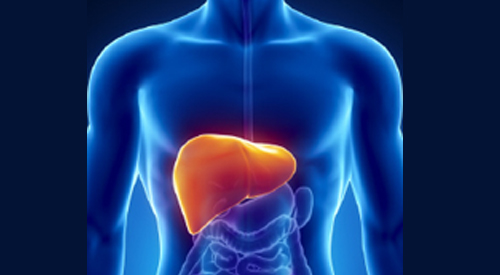 liver illustration