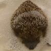 Rolo the hedgehog,_mochafrappe_