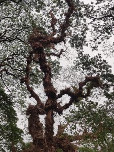 Tree trunk with brown leaves.