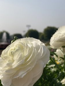 White flower