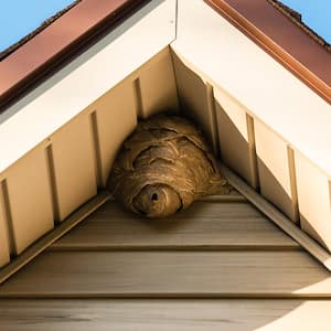 wasp nest against roof 