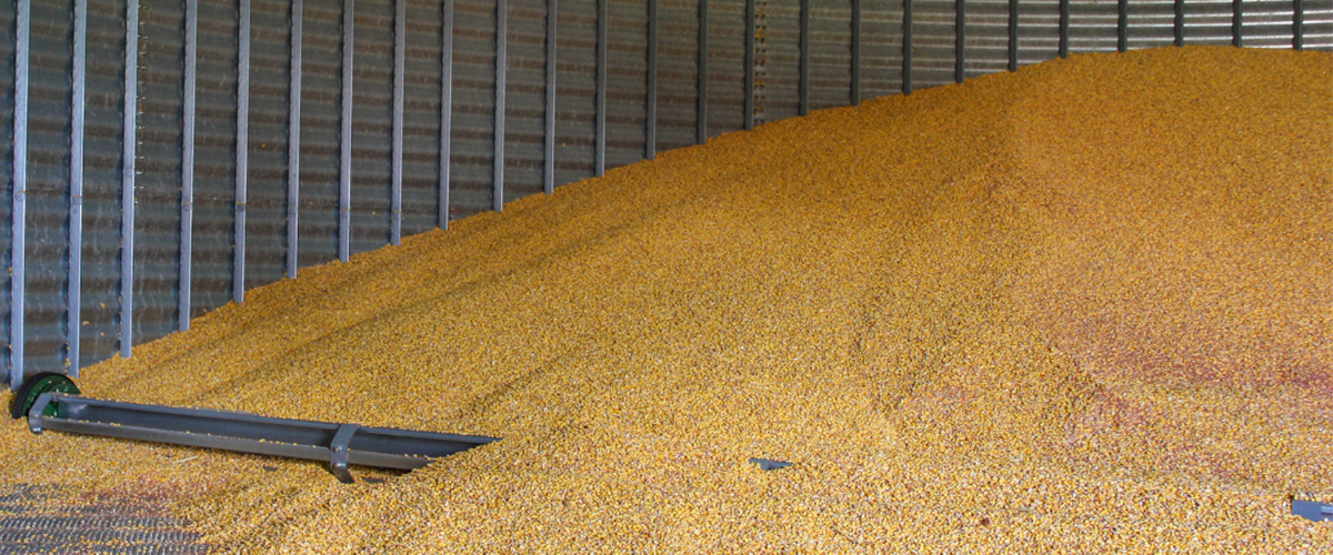 Grain inside a grain bin