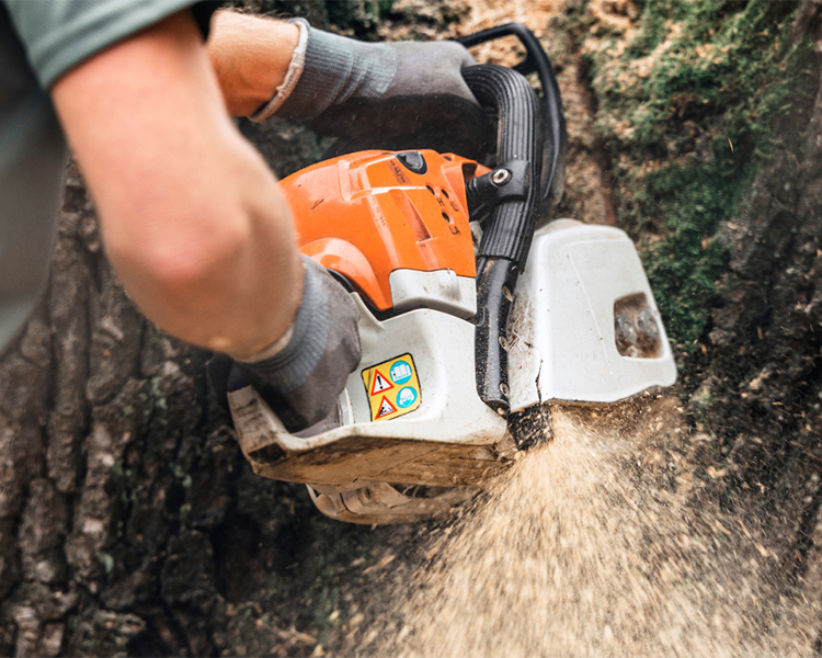 Worker using saw to cut down tree