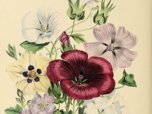 Illustration of red, white and purple flowers.