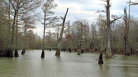 Tallahatchie National Wildlife Refuge.jpg