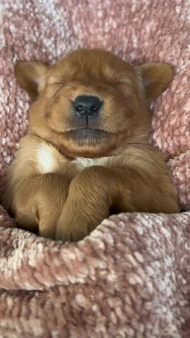 Eat sleep poop repeat! #puppyloversoftiktok #goldenretrieverlife #goldenretriever #puppylove #dogsoftiktok #viralvideo #tiktoker #tiktok #fyp  erstellt von Salt Lake Goldens mit der Musik original sound von Salt Lake Goldens