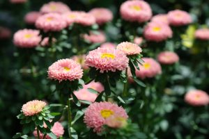 Pink flowers