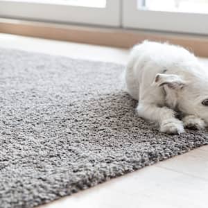 little white dog lying on carpet in the living room