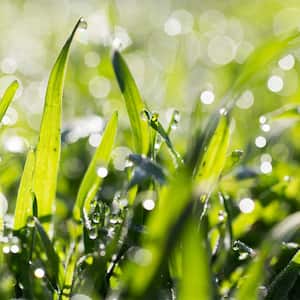 A closeup of wet grass