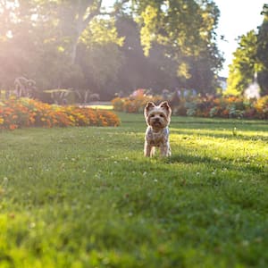 A Yorkshire terrier running on the grass