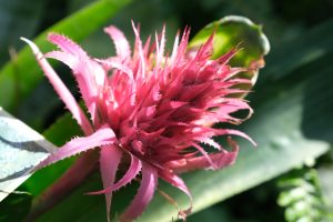 Red flower